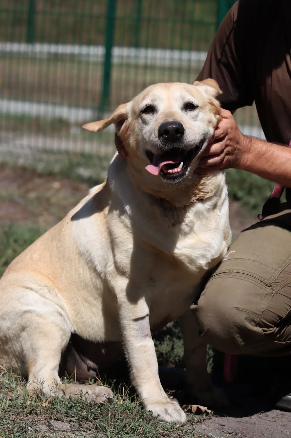 Madonna, female 6yo Labrador Retriever for adoption at SPA de Bordeaux et du Sud-Ouest, Bordeaux