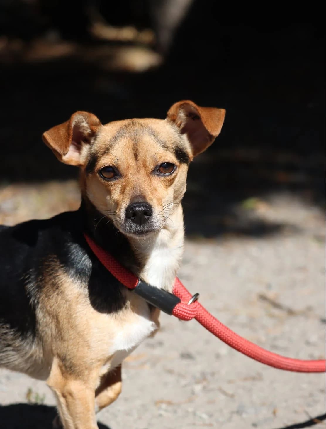 Kimy, female young mixed breed for adoption at SPA de Bordeaux et du Sud-Ouest, Bordeaux