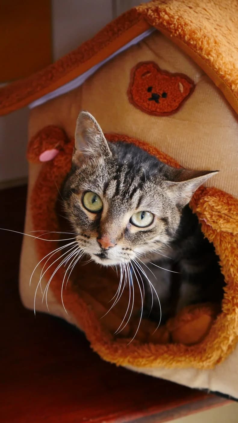 Jodie, female 6yo Mixed Breed for adoption at SPA de Bordeaux et du Sud-Ouest, Bordeaux