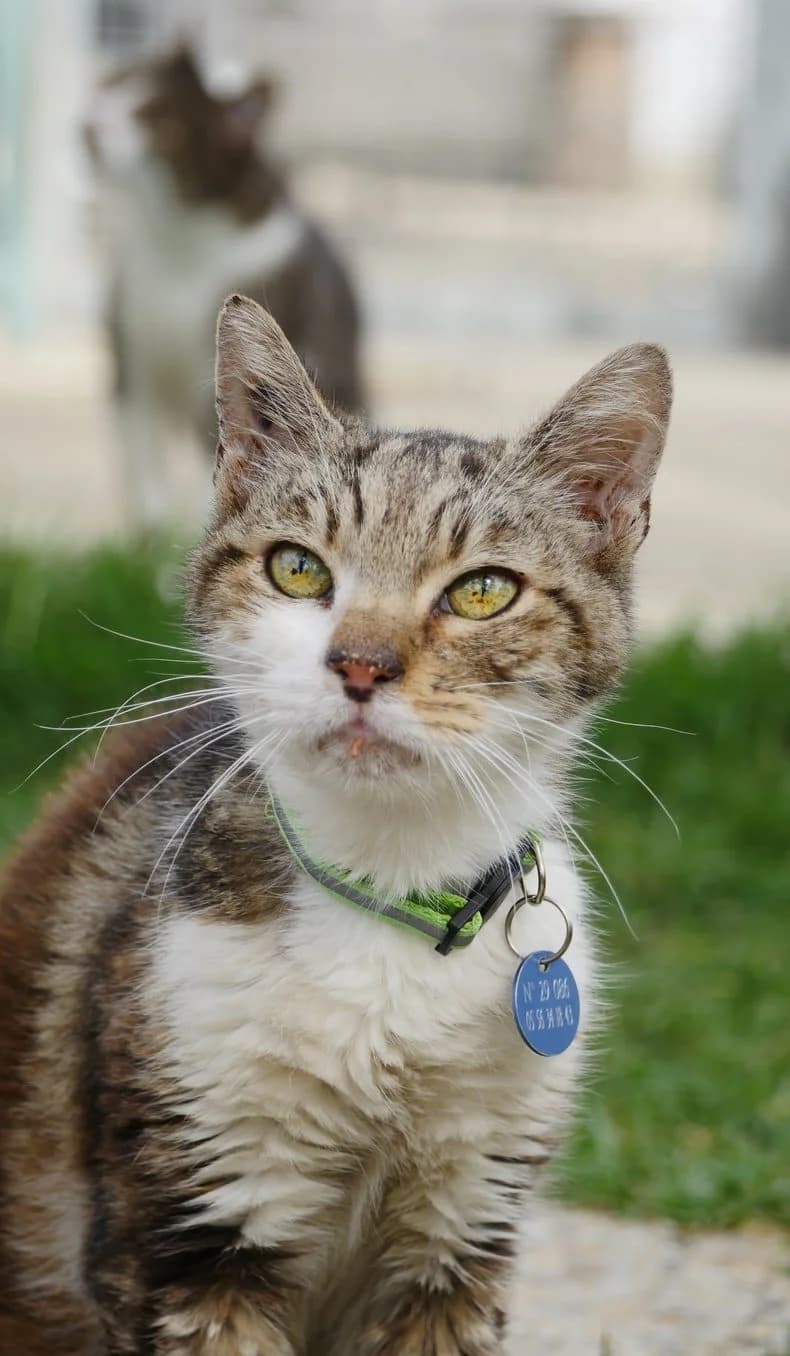 Pompom, male senior Mixed Breed for adoption at SPA de Bordeaux et du Sud-Ouest, Bordeaux