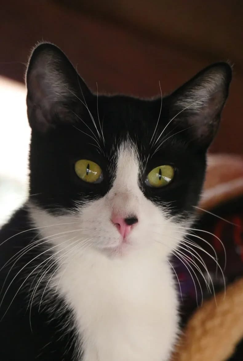 Calypso, female young Mixed Breed for adoption at SPA de Bordeaux et du Sud-Ouest, Bordeaux