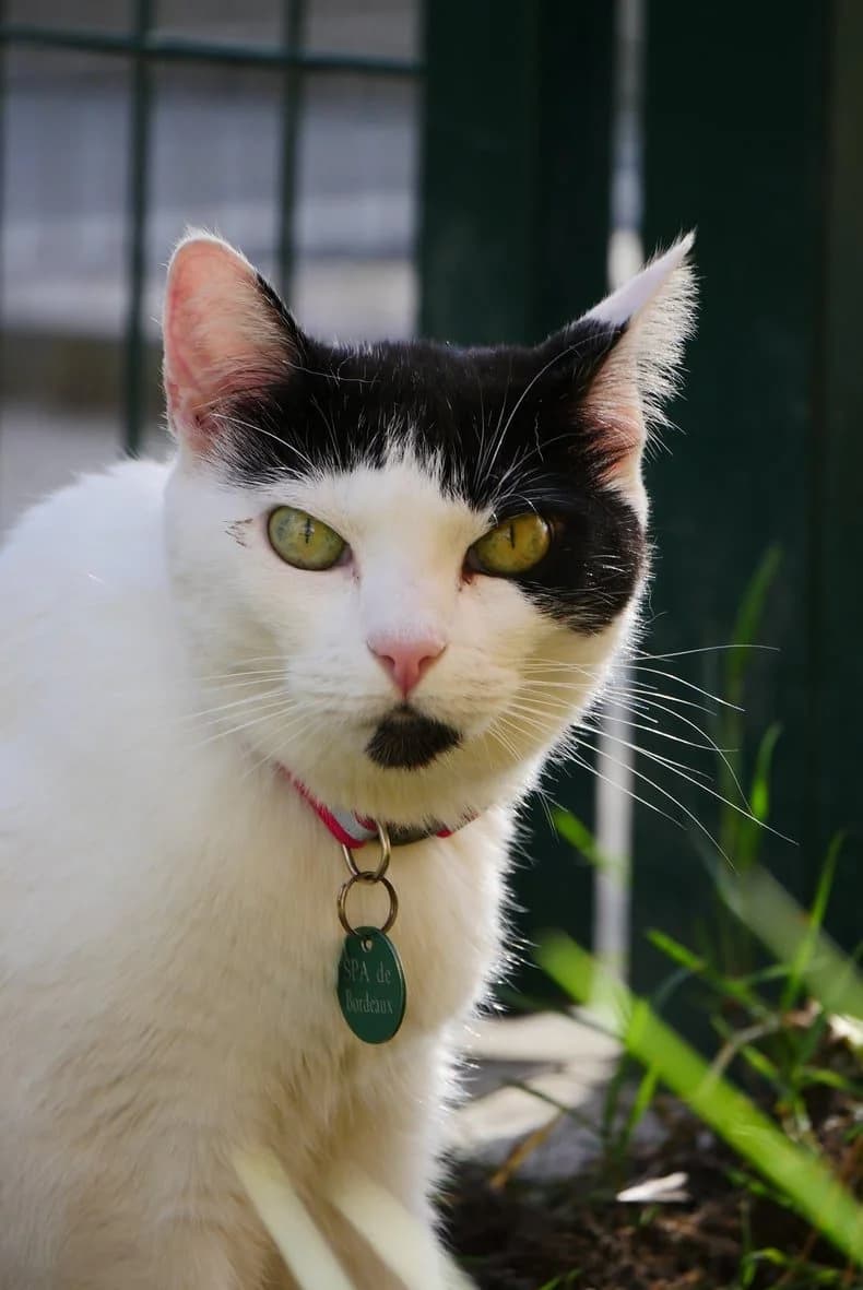 Bonnie, female senior Mixed Breed for adoption at SPA de Bordeaux et du Sud-Ouest, Bordeaux