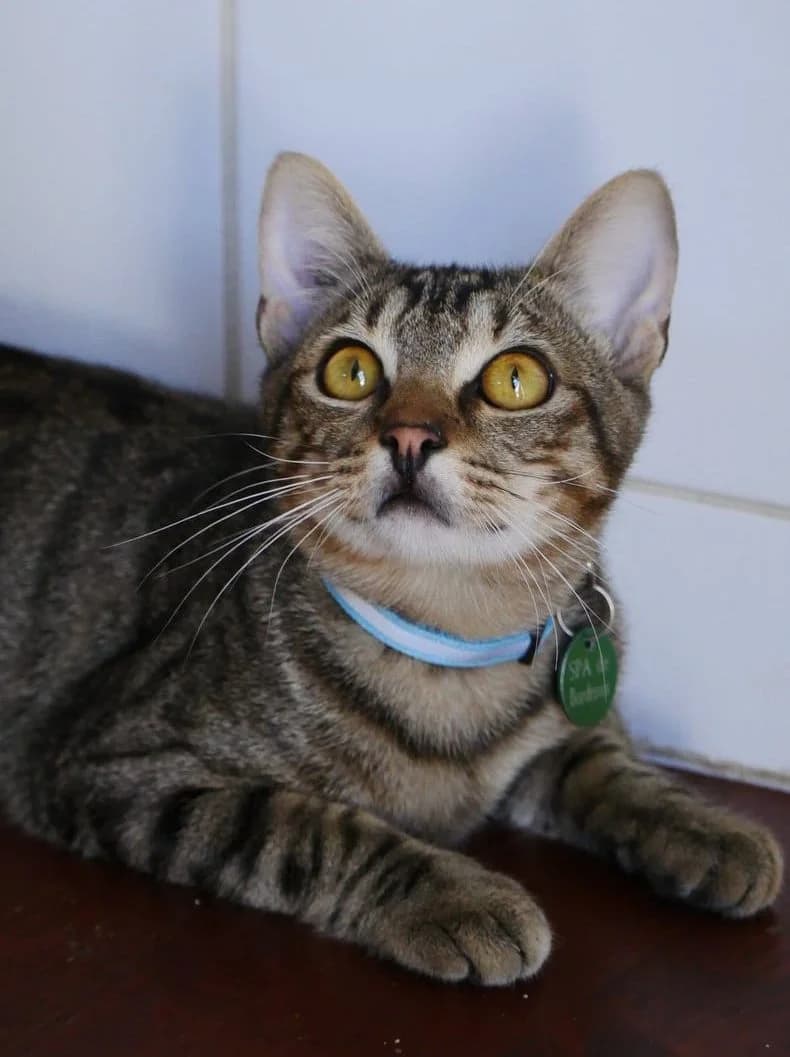 Evoli, male young Mixed Breed for adoption at SPA de Bordeaux et du Sud-Ouest, Bordeaux