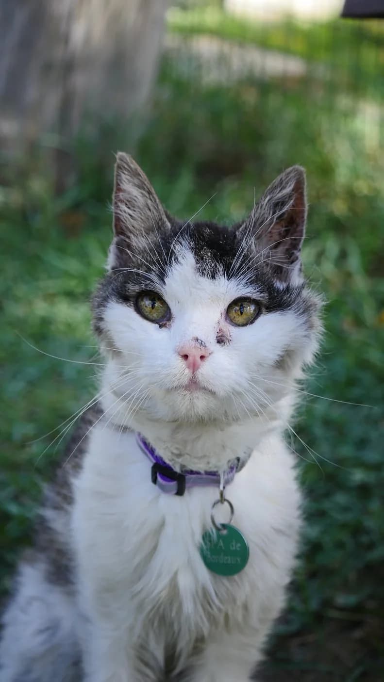 Gobou, male senior Mixed Breed for adoption at SPA de Bordeaux et du Sud-Ouest, Bordeaux
