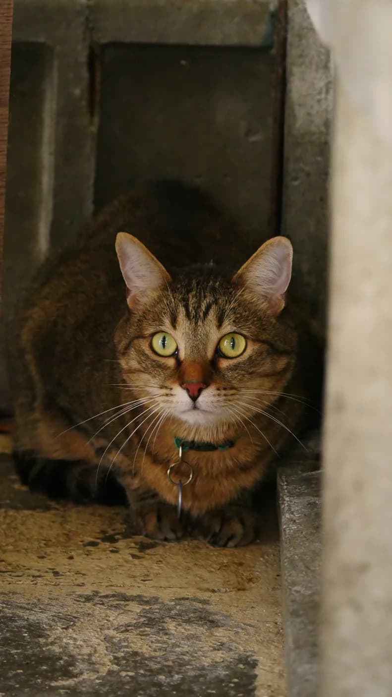 Gat, male 7yo Mixed Breed for adoption at SPA de Bordeaux et du Sud-Ouest, Bordeaux