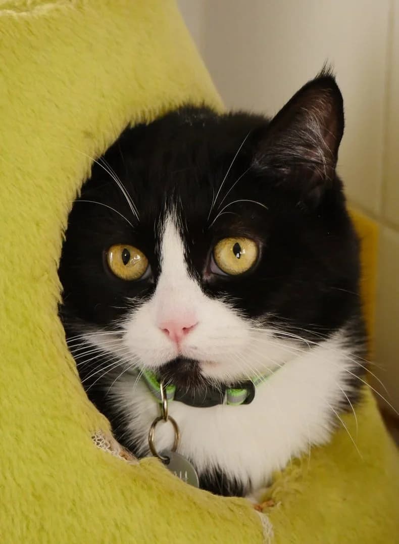 Agathe, female 7yo Mixed Breed for adoption at SPA de Bordeaux et du Sud-Ouest, Bordeaux