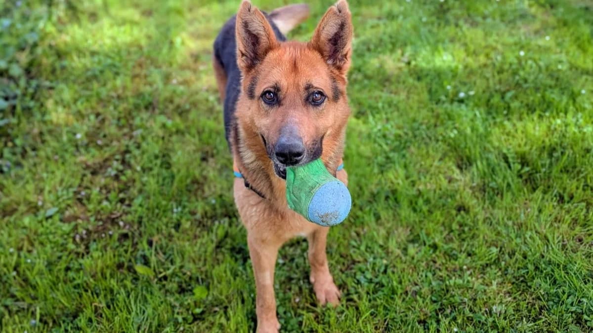 LASCAUX (en cours d'adoption), male 7yo German Shepherd for adoption at Maison SPA), Maison