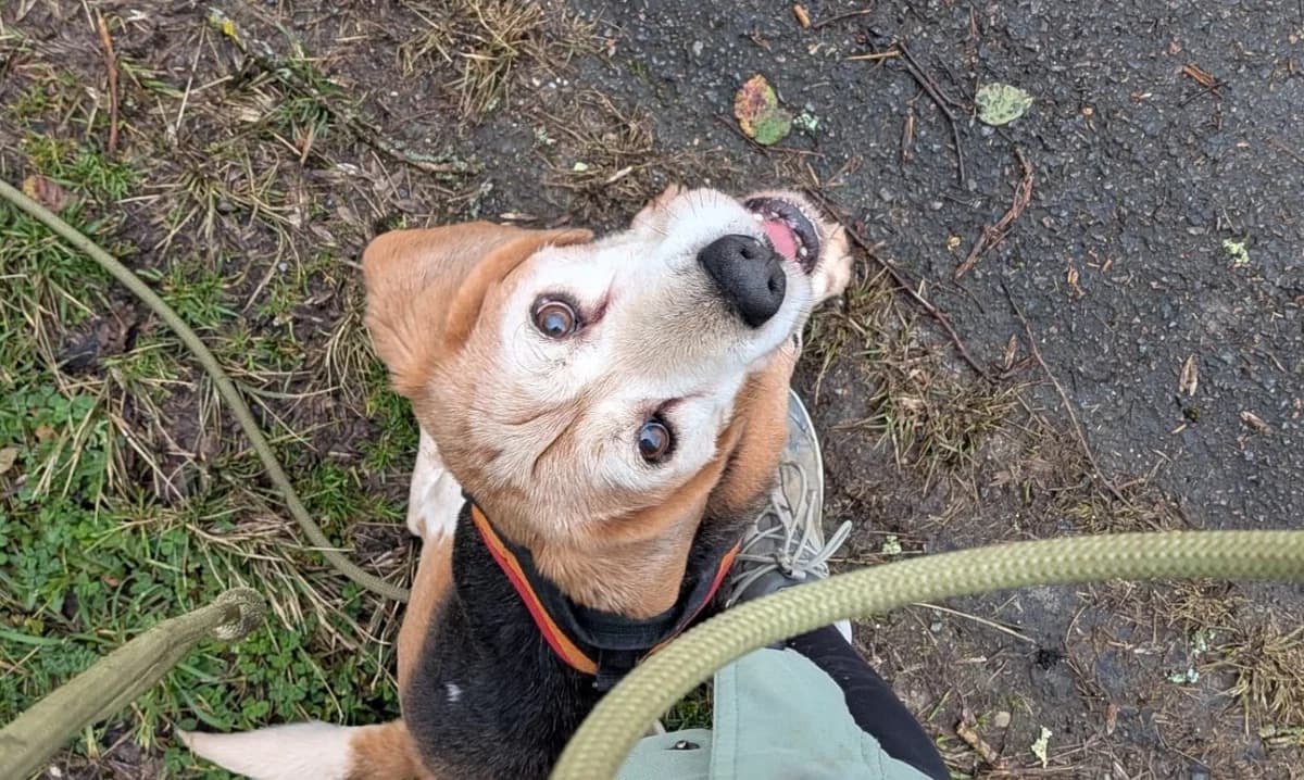 Marley, female young Beagle for adoption at SPA Draguignan (Flayosc), Draguignan