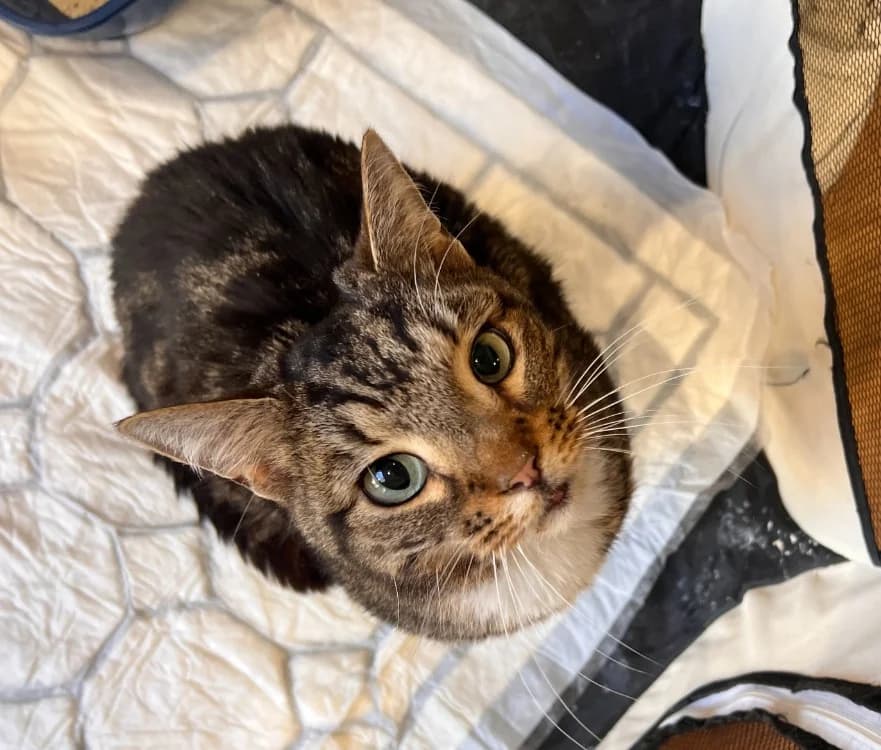 Tom, male 4yo mixed breed for adoption at Maison SPA), Maison