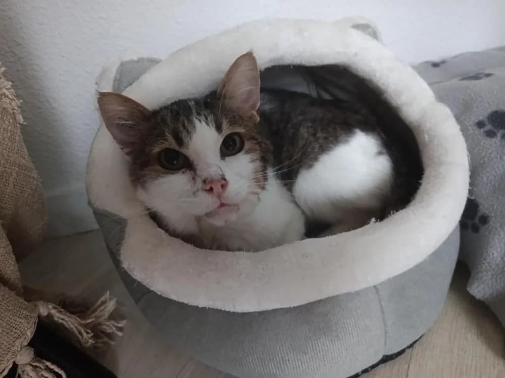 LAGOS, male senior Mixed Breed for adoption at Maison SPA), Maison