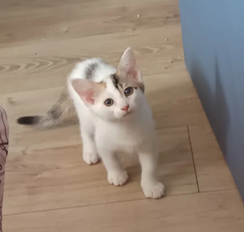 JASMINE, female Mixed Breed for adoption at Maison SPA), Maison