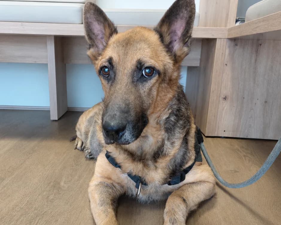 ZACK, male senior German Shepherd for adoption at Maison SPA), Maison
