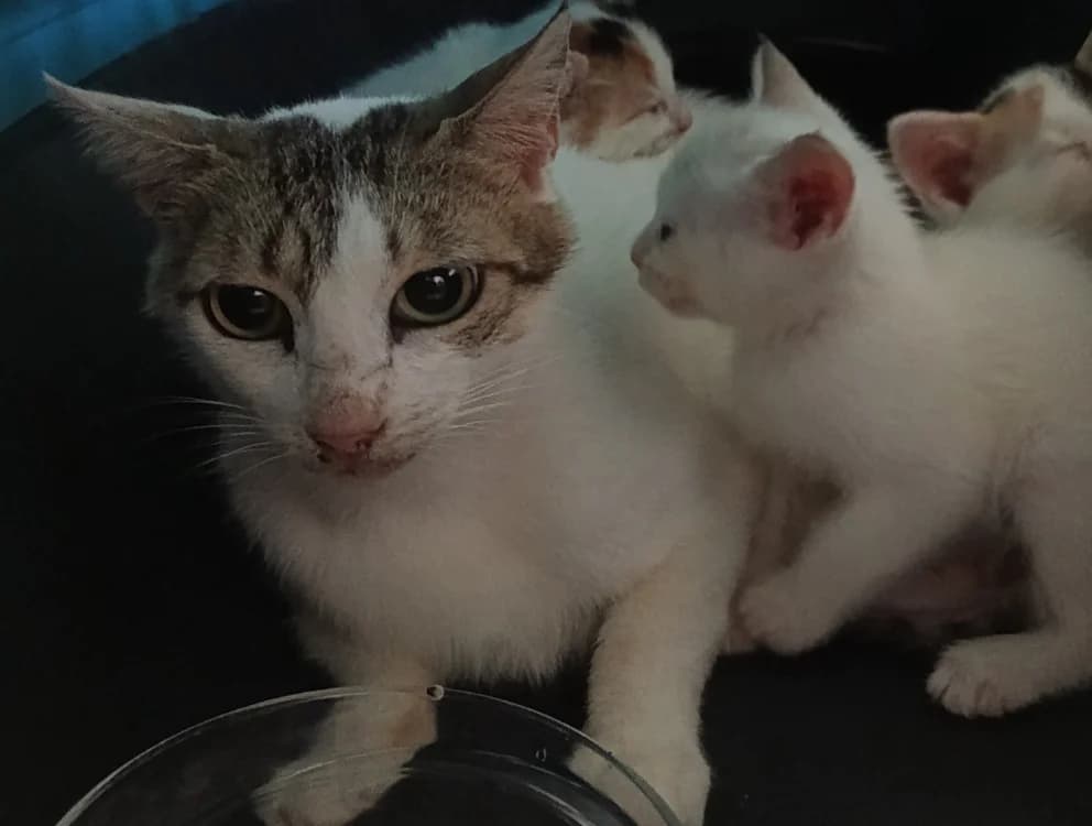 HORTENSIA, female mixed breed for adoption at Maison SPA), Maison
