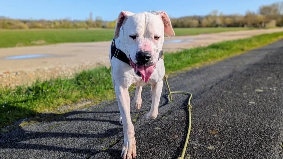 Venom, male 4yo Mixed Breed for adoption at Maison SPA), Maison