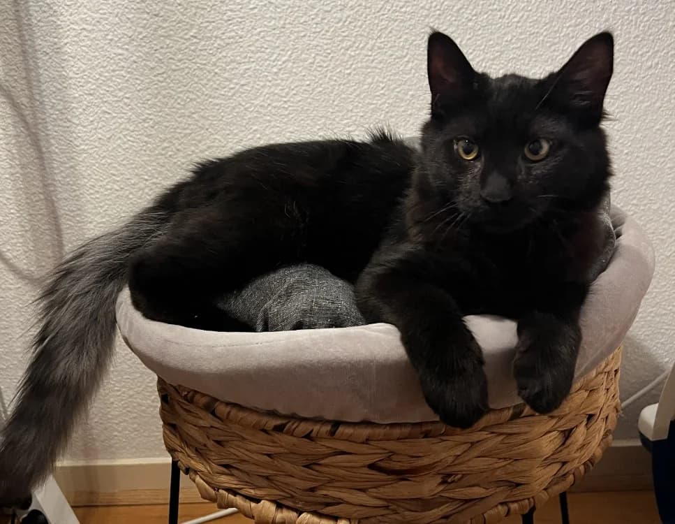 BAO, male Mixed Breed for adoption at Maison SPA), Maison