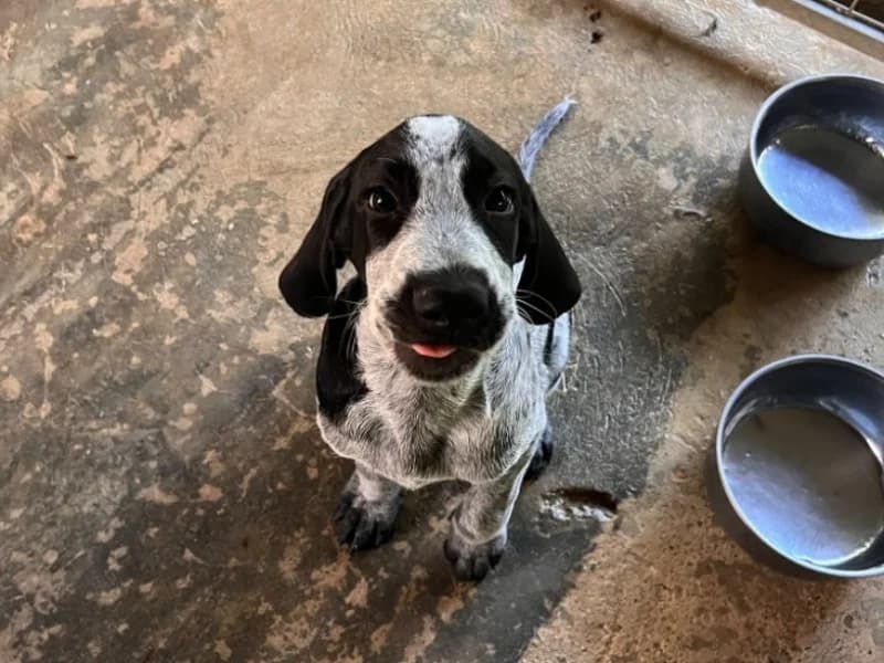 Banjo, male puppy Mixed Breed for adoption at Maison SPA), Maison
