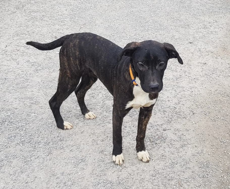 Yoko, male Mixed Breed for adoption at SPA Briançon, Briancon