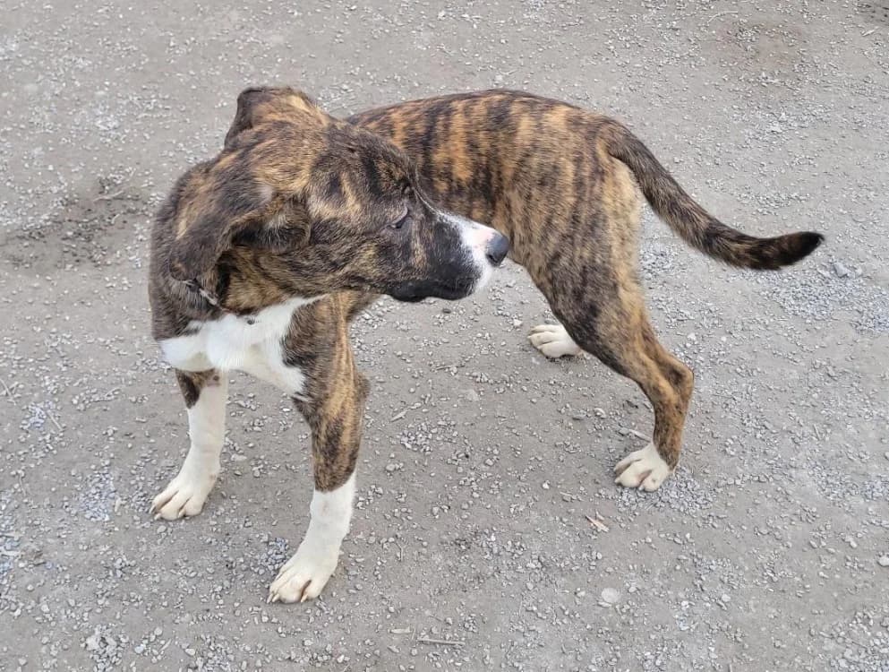 BERYL, female Mixed Breed for adoption at SPA Briançon, Briancon