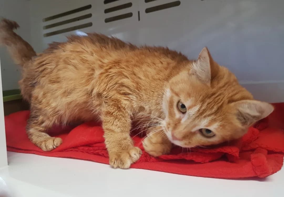 RONRON, male mixed breed for adoption at SPA Briançon, Briancon