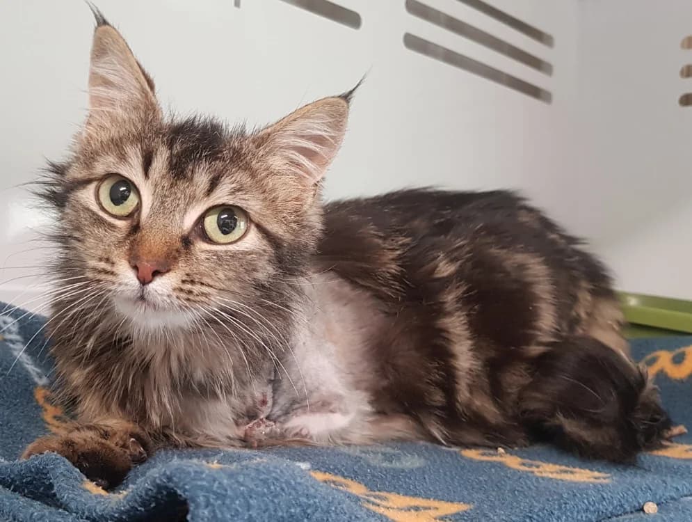 TRIXIE, female mixed breed for adoption at SPA Briançon, Briancon