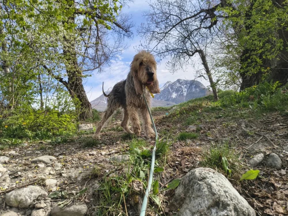 BASIL, male 4yo mixed breed for adoption at SPA Briançon, Briancon