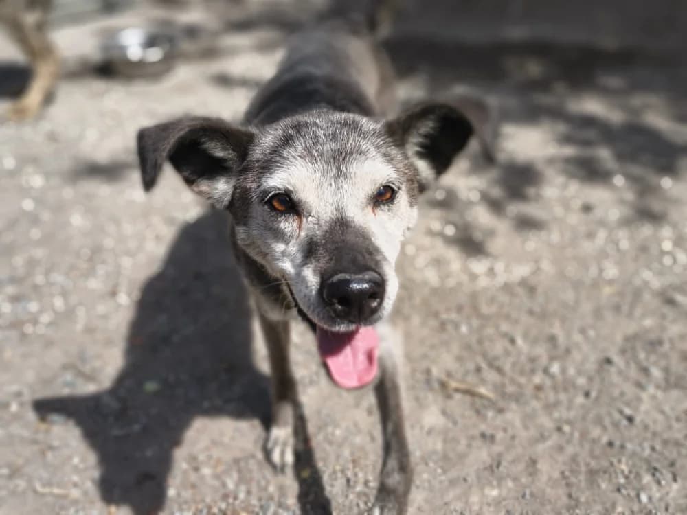 BHAYA, female senior mixed breed for adoption at SPA Briançon, Briancon