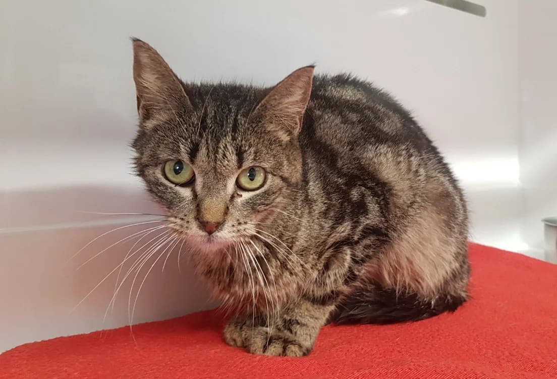 ULTIME, female young mixed breed for adoption at SPA Briançon, Briancon