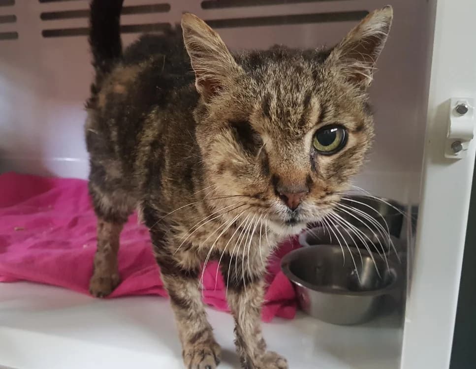 Horacio, male mixed breed for adoption at SPA Briançon, Briancon