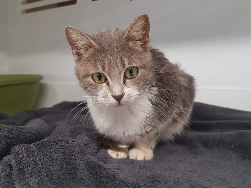 COPINE, female mixed breed for adoption at SPA Briançon, Briancon