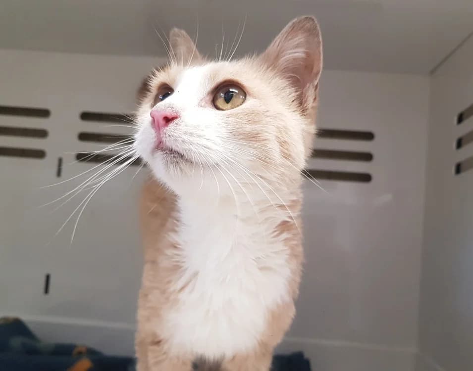 CREAMY, male mixed breed for adoption at SPA Briançon, Briancon