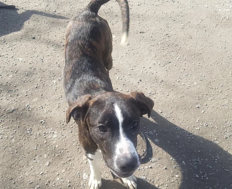 opale, female Mixed Breed for adoption at SPA Briançon, Briancon
