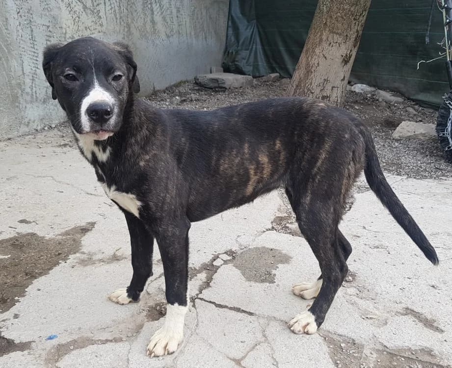 topaze, female Mixed Breed for adoption at SPA Briançon, Briancon