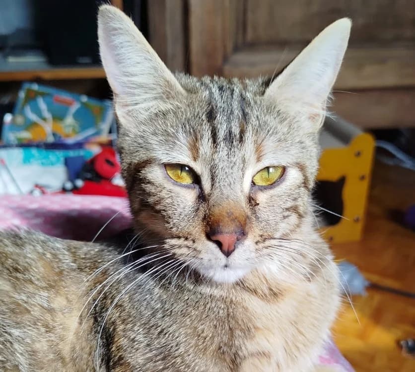 Cassiopée, female mixed breed for adoption at SPA Briançon, Briancon