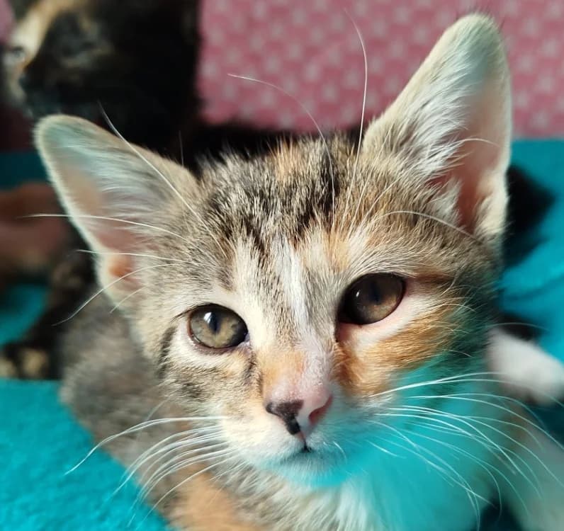 Alya, female mixed breed for adoption at SPA Briançon, Briancon