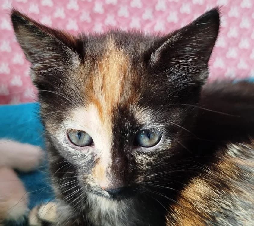 Atria, female mixed breed for adoption at SPA Briançon, Briancon