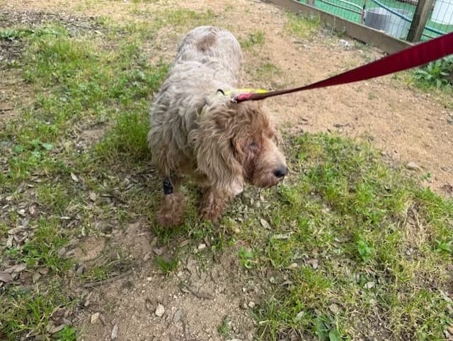 MAYA, female senior mixed breed for adoption at SPA Briançon, Briancon