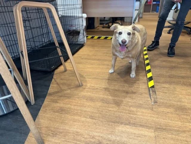 FIONA, female senior Mixed Breed for adoption at SPA Briançon, Briancon