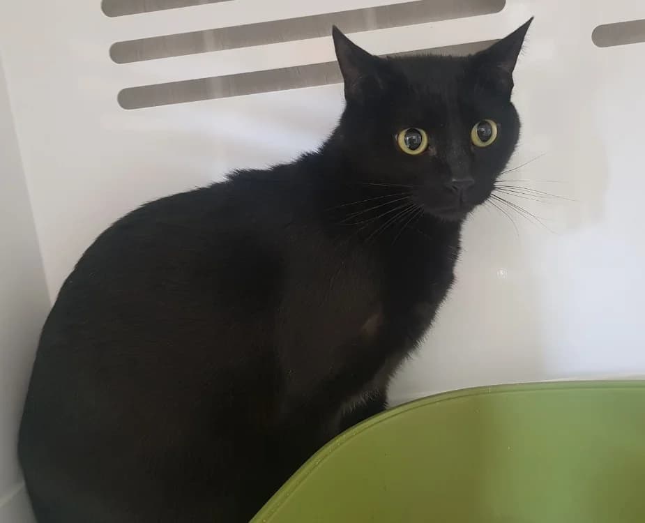 mia, female 3yo Staffordshire Bull Terrier for adoption at SPA Briançon, Briancon