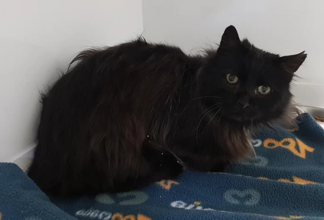 ADES, male young mixed breed for adoption at SPA Briançon, Briancon