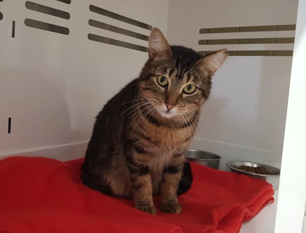 CHIPIE, female mixed breed for adoption at SPA Briançon, Briancon