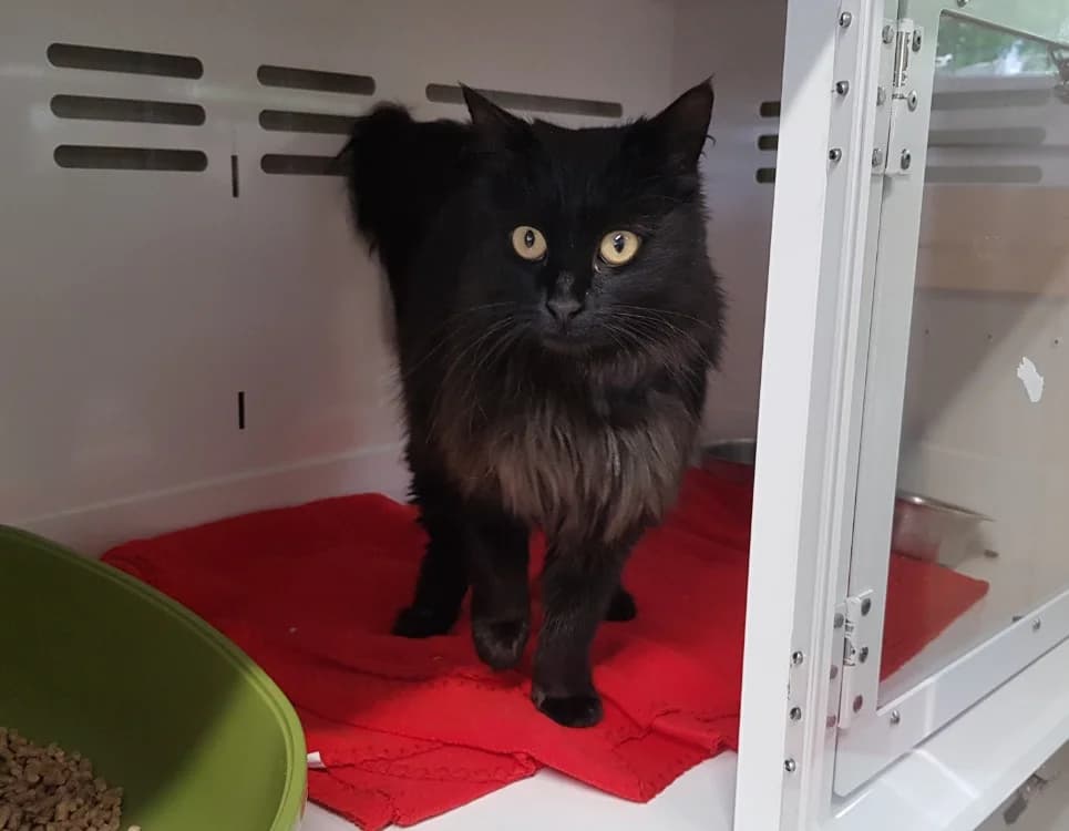CYBELE, female 4yo Mixed Breed for adoption at SPA Briançon, Briancon