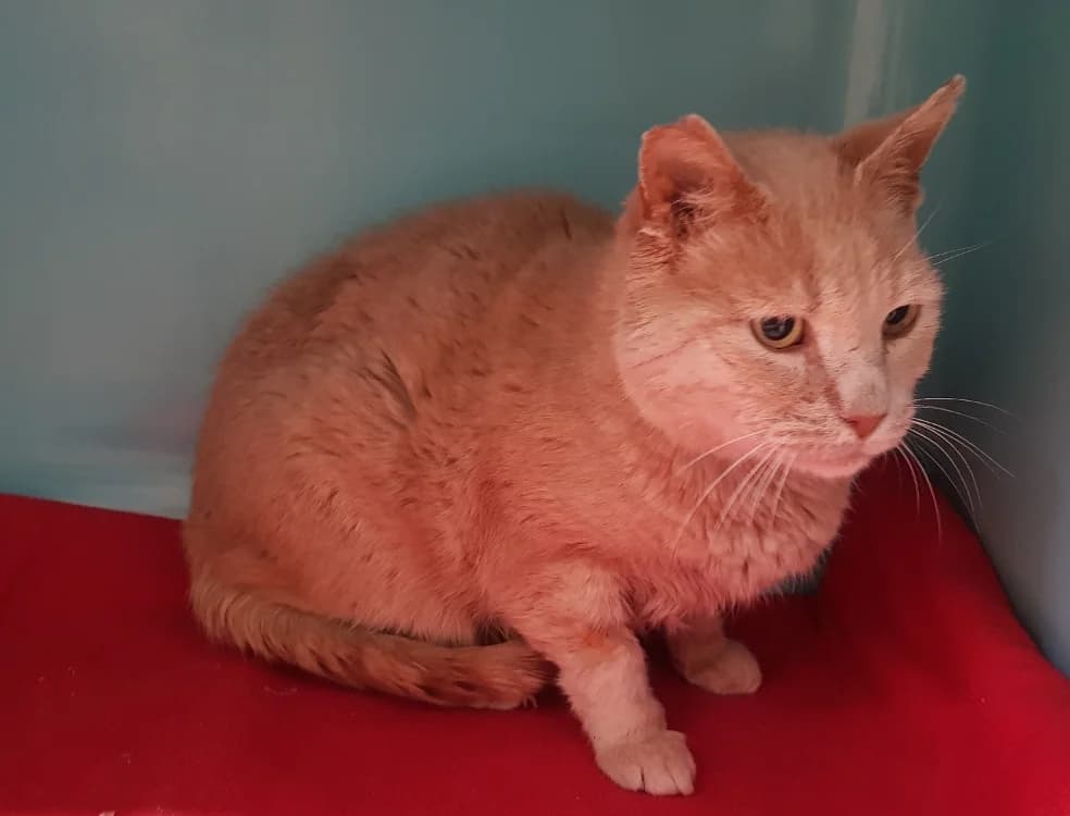 scoubidou FIV+, male senior Mixed Breed for adoption at SPA Briançon, Briancon