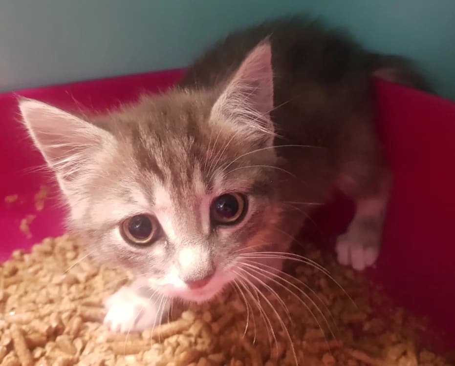 TORNADE, Mixed Breed (SPA Briançon)