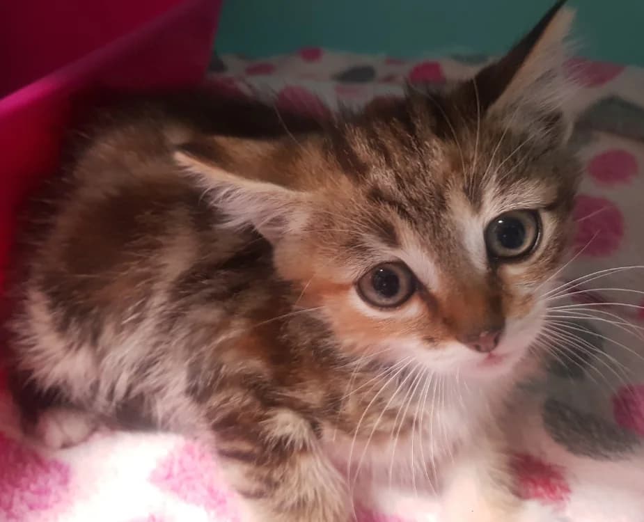 HELA, female Mixed Breed for adoption at SPA Briançon, Briancon