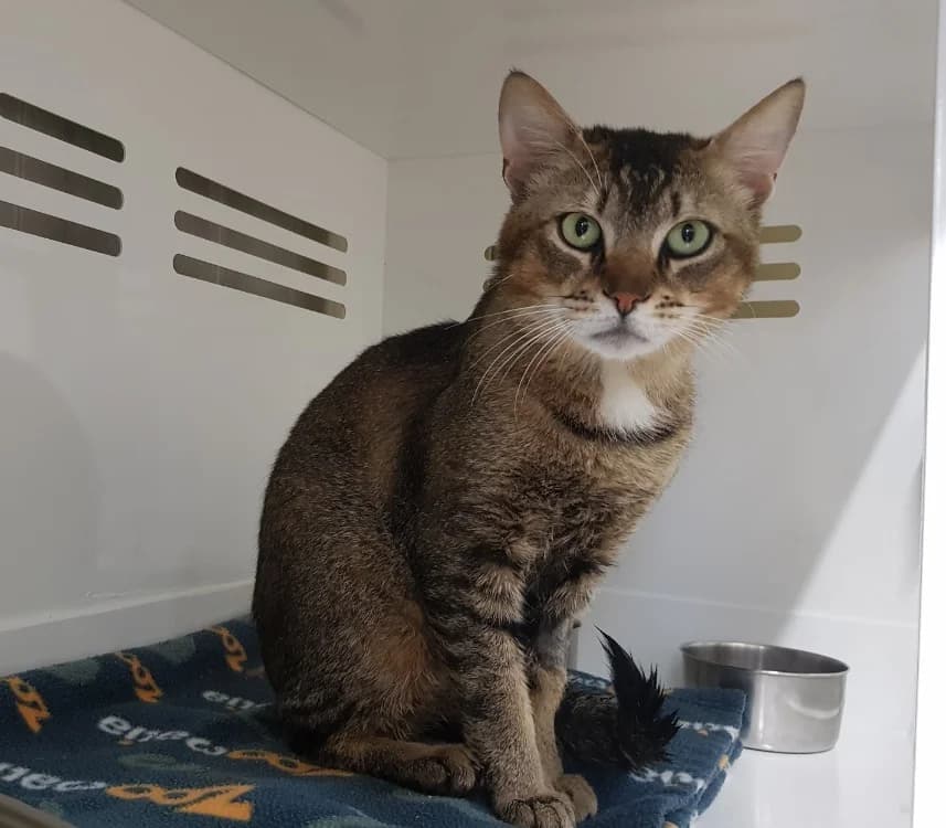 SONIC, male young Mixed Breed for adoption at SPA Briançon, Briancon