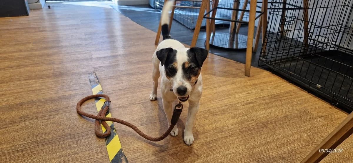 MISSY, female senior mixed breed for adoption at SPA Briançon, Briancon