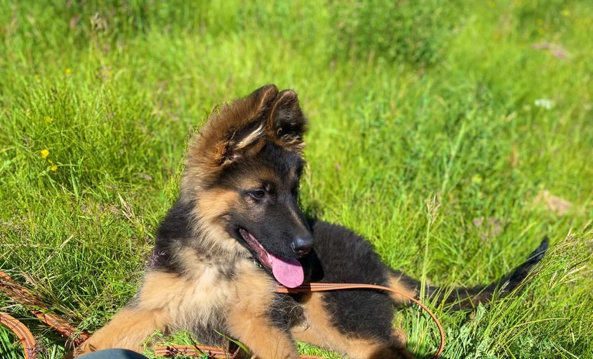 Hodaka, male German Shepherd for adoption at SPA Briançon, Briancon
