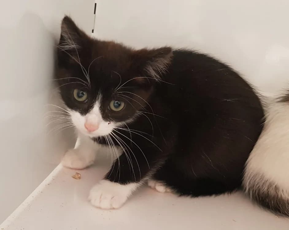 SPIRALE, male Mixed Breed for adoption at SPA Briançon, Briancon