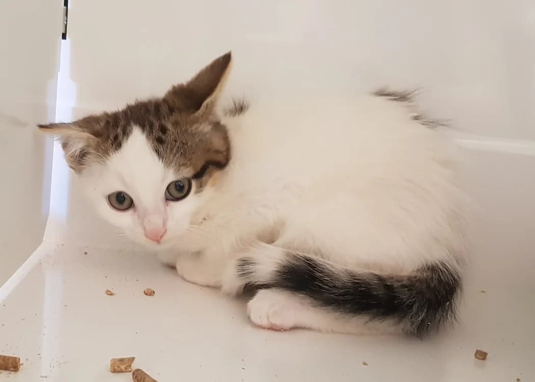 JUICY, male Mixed Breed for adoption at SPA Briançon, Briancon