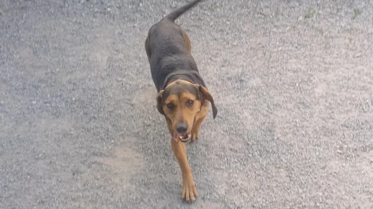BELLA, female 6yo mixed breed for adoption at SPA Briançon, Briancon